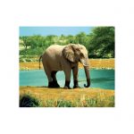 Example slide showing a elephant by a river