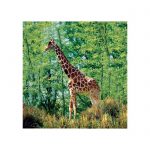 slide showing a giraffe on the savanna with trees