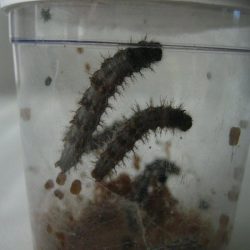 Butterfly garden caterpillars in pot