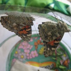 Insect Lore Butterfly Garden , butterflies in net