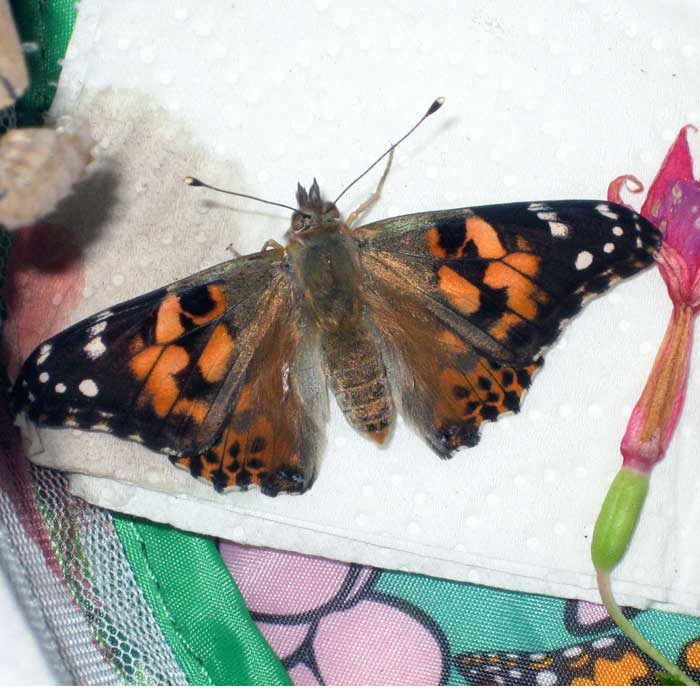 Insect Lore Live Butterfly hatched