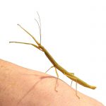Stick insect on an arm