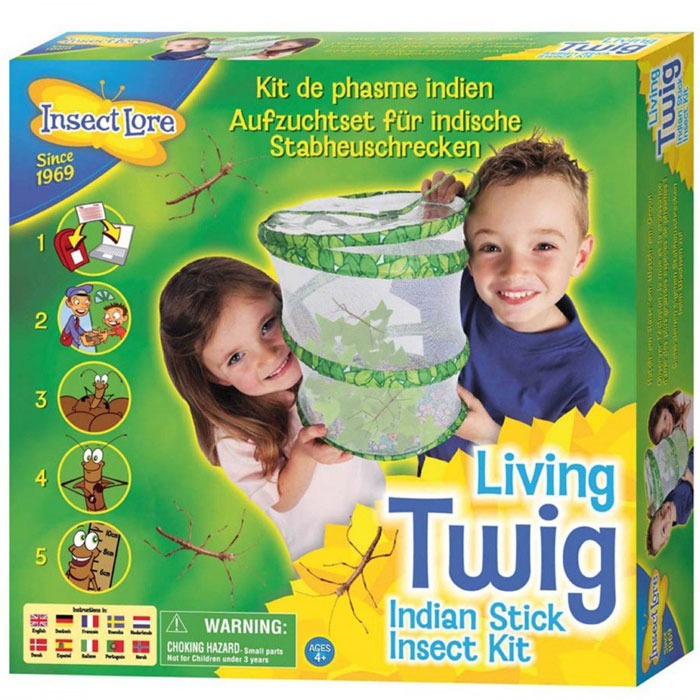 Hatch stick insects from eggs and observe them in the habitat included