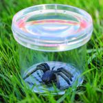 Spider inside Learning Resources Bug Viewer