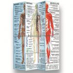 Children's human body hinged cube book fiddle toy