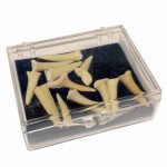 Shark Teeth Fossils in a plastic box