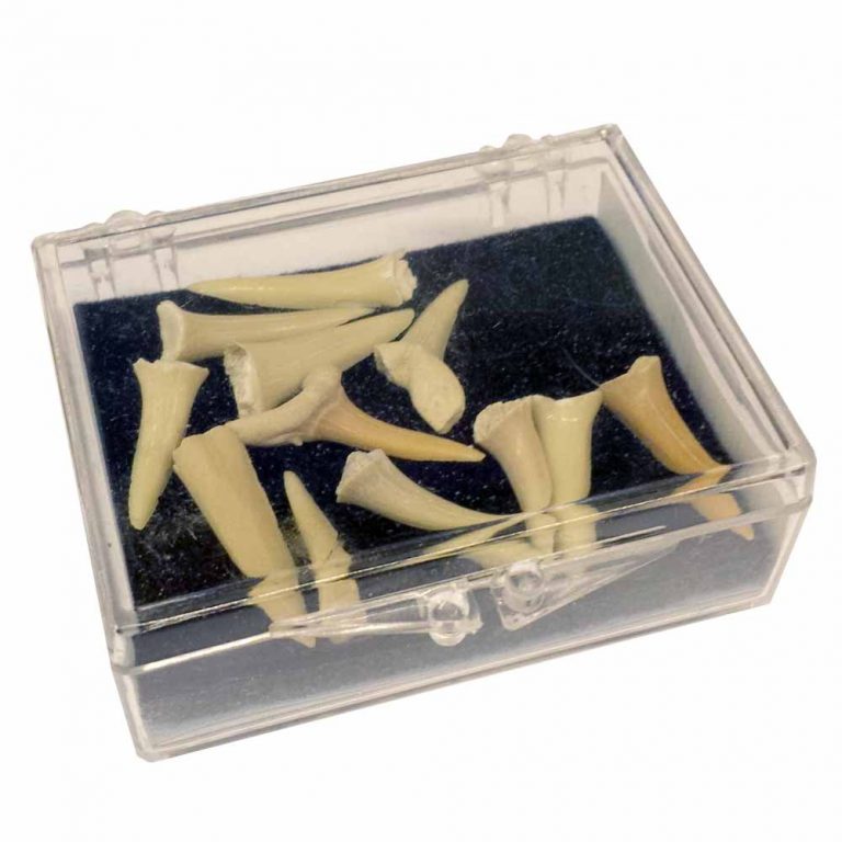 Shark Teeth Fossils in a plastic box