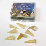 A small box of shark teeth fossils for kids to examine and treasure