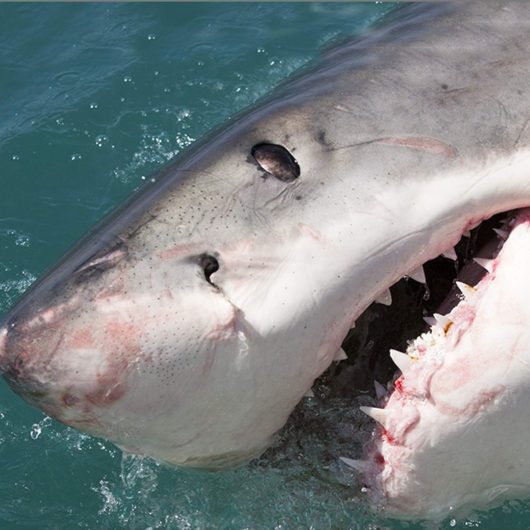 Face a deadly shark up close with this torch and slide projector