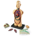 Learning Resources Human Body Anatomy Model - Image 2