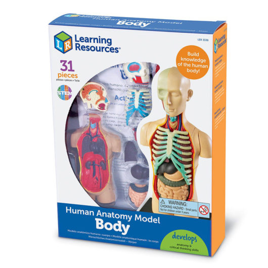 Learning Resources Human Body Model