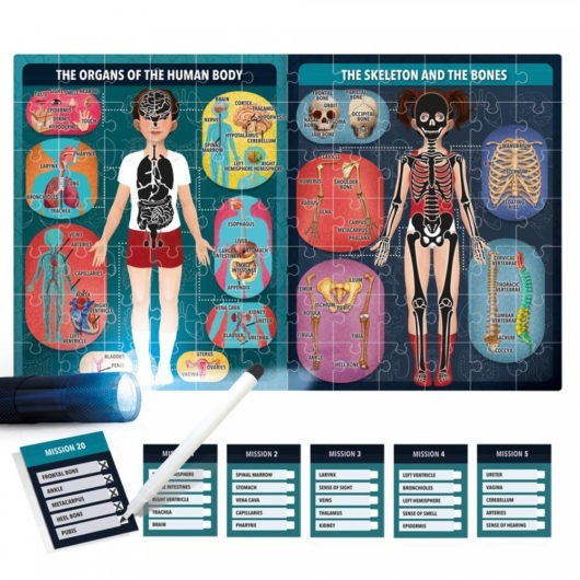 Human Body X-Ray Contents