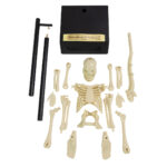 30cm Anatomical Skeleton - Image 2