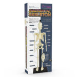 30cm Anatomical Skeleton - Image 3